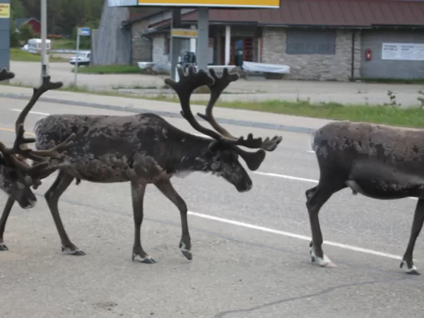 Somijā, pa ceļam uz Nordkapu