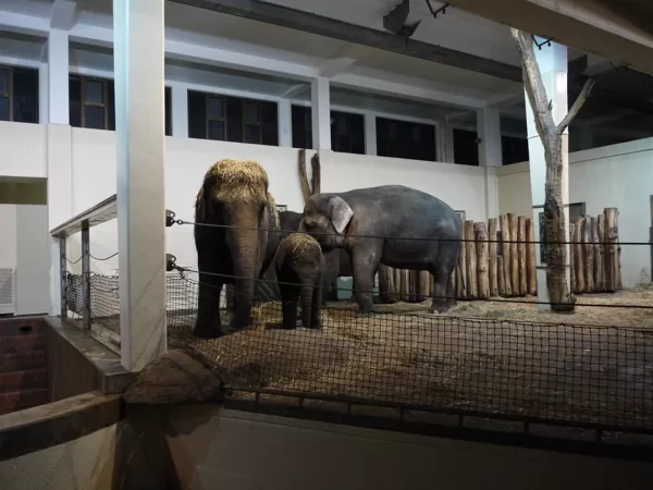 Berlīnes ZOO